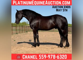 American Quarter Horse, Wałach, 5 lat, 168 cm, Kara