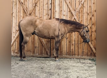 American Quarter Horse, Wałach, 5 lat, Bułana