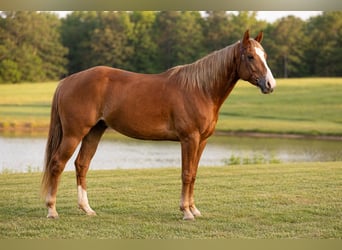 American Quarter Horse, Wałach, 5 lat, Ciemnokasztanowata