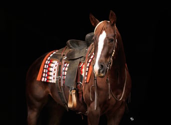 American Quarter Horse, Wałach, 5 lat, Cisawa