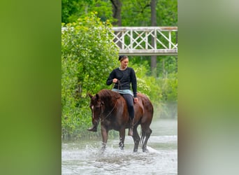 American Quarter Horse, Wałach, 5 lat, Cisawa