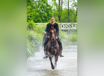 American Quarter Horse, Wałach, 5 lat, Cisawa