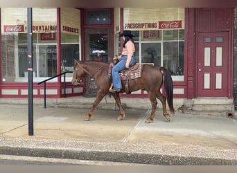 American Quarter Horse, Wałach, 5 lat, Cisawa