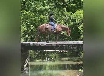 American Quarter Horse, Wałach, 5 lat, Cisawa