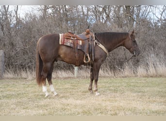 American Quarter Horse, Wałach, 5 lat, Cisawa