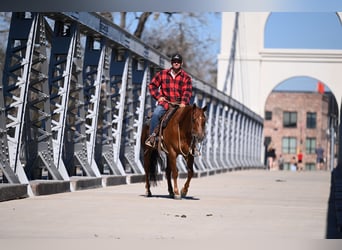 American Quarter Horse, Wałach, 5 lat, Cisawa