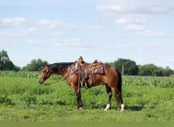 American Quarter Horse, Wałach, 5 lat, Gniada