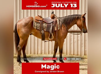 American Quarter Horse, Wałach, 5 lat, Gniadodereszowata