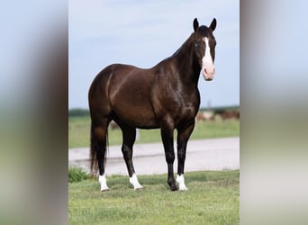 American Quarter Horse, Wałach, 5 lat, Gniadodereszowata