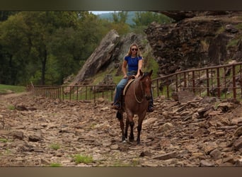 American Quarter Horse, Wałach, 5 lat, Gniadodereszowata