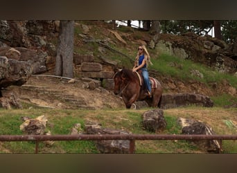 American Quarter Horse, Wałach, 5 lat, Gniadodereszowata