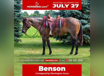 American Quarter Horse, Wałach, 5 lat, Gniadodereszowata