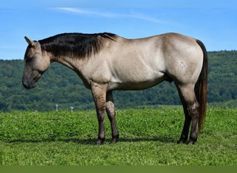 American Quarter Horse, Wałach, 5 lat, Grullo
