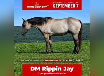 American Quarter Horse, Wałach, 5 lat, Grullo
