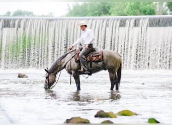 American Quarter Horse, Wałach, 5 lat, Grullo