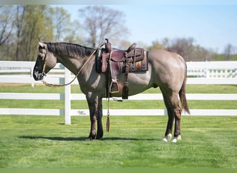 American Quarter Horse, Wałach, 5 lat, Grullo