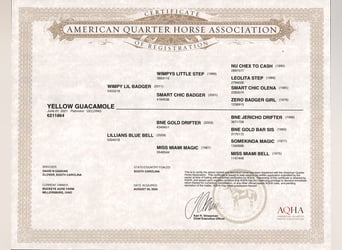 American Quarter Horse, Wałach, 5 lat, Izabelowata