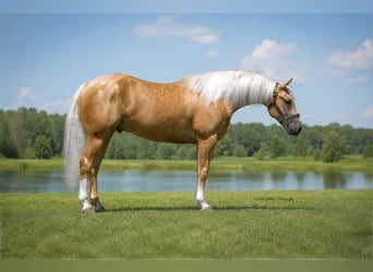 American Quarter Horse, Wałach, 5 lat, Izabelowata