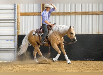 American Quarter Horse, Wałach, 5 lat, Izabelowata