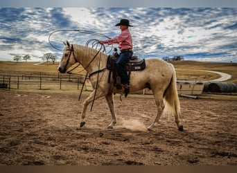 American Quarter Horse, Wałach, 5 lat, Izabelowata