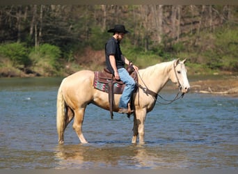 American Quarter Horse, Wałach, 5 lat, Izabelowata