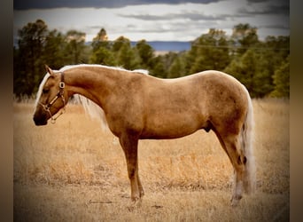 American Quarter Horse, Wałach, 5 lat, Izabelowata