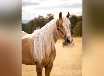 American Quarter Horse, Wałach, 5 lat, Izabelowata