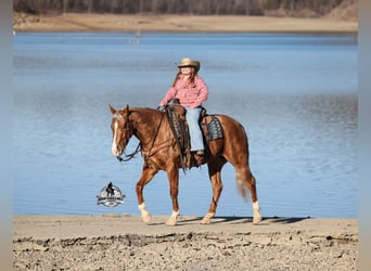 American Quarter Horse, Wałach, 5 lat, Izabelowata