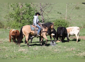 American Quarter Horse, Wałach, 5 lat, Jelenia