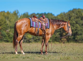 American Quarter Horse, Wałach, 5 lat, Jelenia