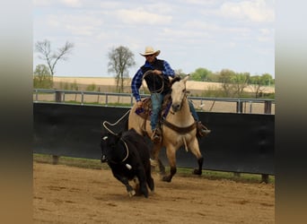 American Quarter Horse, Wałach, 5 lat, Jelenia