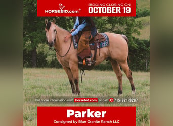American Quarter Horse, Wałach, 5 lat, Jelenia