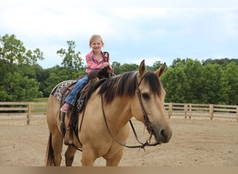 American Quarter Horse, Wałach, 5 lat, Jelenia
