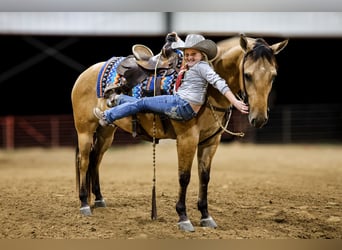 American Quarter Horse, Wałach, 5 lat, Jelenia