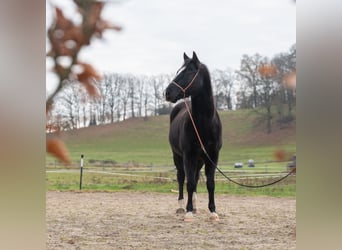 American Quarter Horse, Wałach, 5 lat, Kara