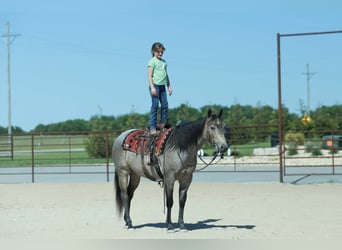 American Quarter Horse, Wałach, 5 lat, Karodereszowata