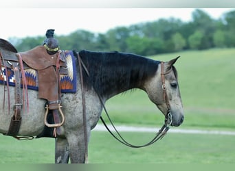American Quarter Horse, Wałach, 5 lat, Karodereszowata