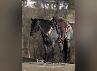American Quarter Horse, Wałach, 5 lat, Karodereszowata