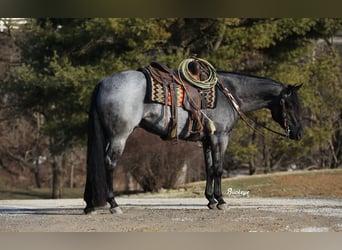 American Quarter Horse, Wałach, 5 lat, Karodereszowata