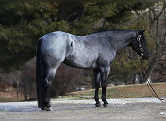 American Quarter Horse, Wałach, 5 lat, Karodereszowata