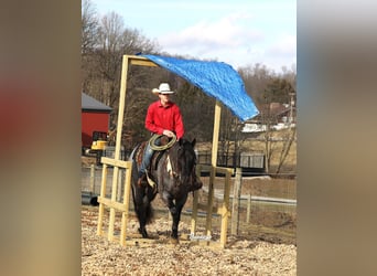 American Quarter Horse, Wałach, 5 lat, Karodereszowata