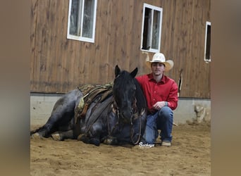 American Quarter Horse, Wałach, 5 lat, Karodereszowata
