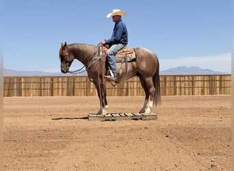 American Quarter Horse, Wałach, 5 lat, Kasztanowatodereszowata
