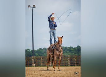 American Quarter Horse, Wałach, 5 lat, Kasztanowatodereszowata