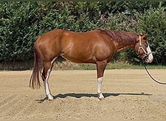American Quarter Horse, Wałach, 5 lat, Overo wszelkich maści
