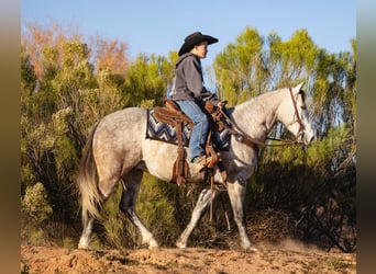 American Quarter Horse, Wałach, 5 lat, Siwa