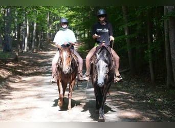 American Quarter Horse, Wałach, 5 lat, Siwa