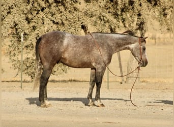 American Quarter Horse, Wałach, 5 lat, Siwa