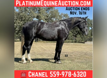 American Quarter Horse, Wałach, 5 lat, Siwa
