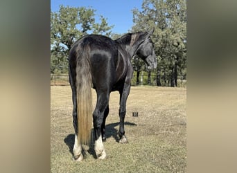 American Quarter Horse, Wałach, 5 lat, Siwa